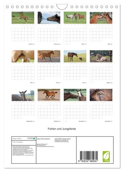 Produktbild: Fohlen und Jungpferde (Wandkalender 2026 DIN A4 hoch), CALVENDO Monatskalender