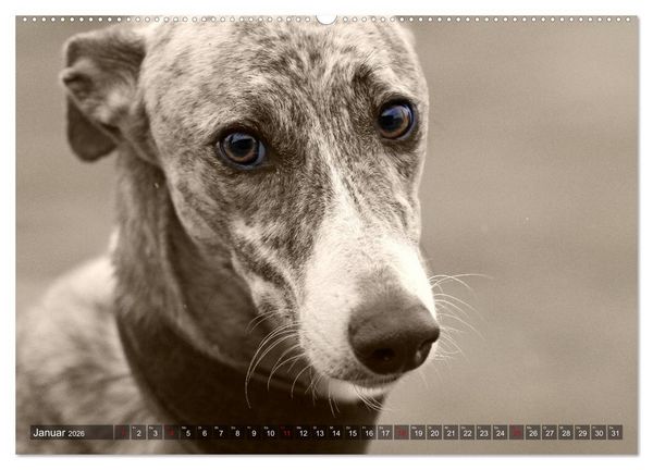 Produktbild: Galgo eye-catcher (Wandkalender 2026 DIN A2 quer), CALVENDO Monatskalender