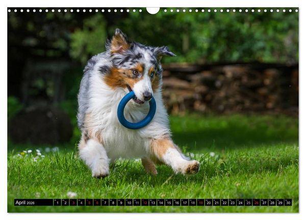 Produktbild: Bekannt wie ein bunter Hund. Australian Shepherd (Wandkalender 2026 DIN A3 quer), CALVENDO Monatskalender