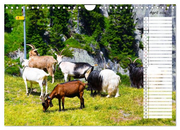 Produktbild: Ziegenfreude (Wandkalender 2026 DIN A4 quer), CALVENDO Monatskalender