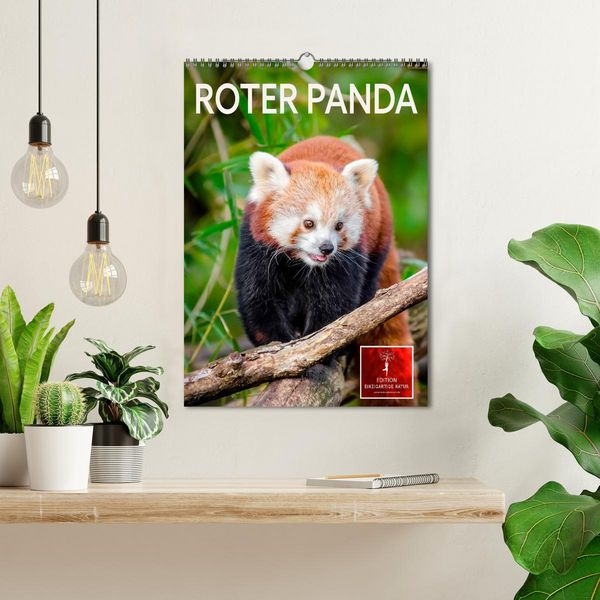 Produktbild: Roter Panda (Wandkalender 2026 DIN A3 hoch), CALVENDO Monatskalender