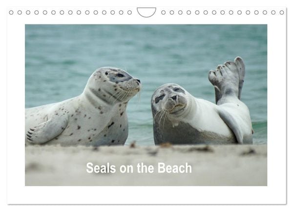 Produktbild: Seals on the Beach (Wall Calendar 2026 DIN A4 landscape), CALVENDO 12 Month Wall Calendar