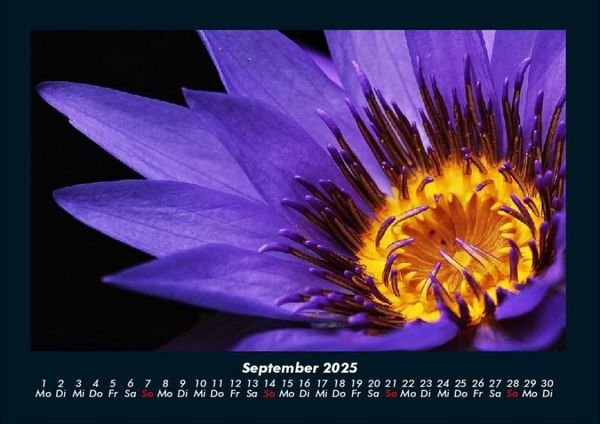 Produktbild: Rosen-Kalender 2025 Fotokalender DIN A4