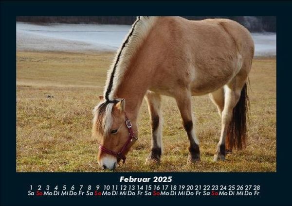 Produktbild: Die Welt der Pferde 2025 Fotokalender DIN A5