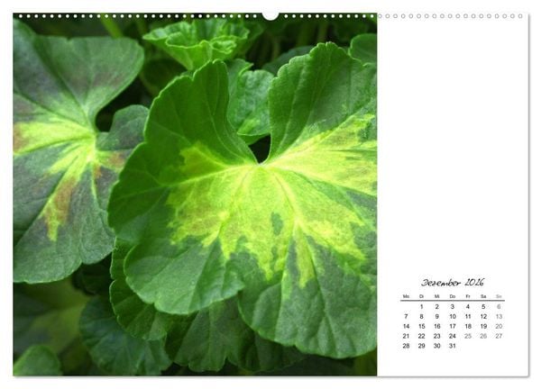 Produktbild: Blattkunst (hochwertiger Premium Wandkalender 2026 DIN A2 quer), Kunstdruck in Hochglanz