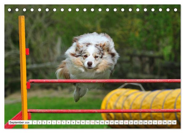 Produktbild: Traumhund Border Collie (Tischkalender 2026 DIN A5 quer), CALVENDO Monatskalender
