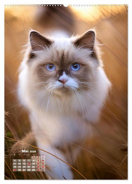 Produktbild: Pfotenabenteuer - Ragdolls in der Natur (hochwertiger Premium Wandkalender 2026 DIN A2 hoch), Kunstdruck in Hochglanz
