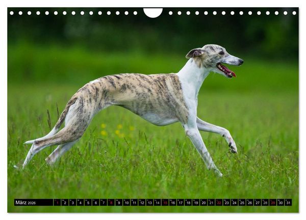 Produktbild: Schnell wie der Wind - Whippet (Wandkalender 2026 DIN A4 quer), CALVENDO Monatskalender