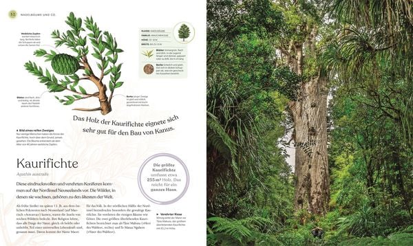 Produktbild: B&auml;ume - Eine Natur- und Kulturgeschichte
