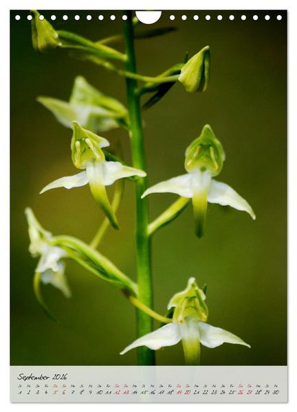 Produktbild: Florale Meisterwerke der Natur (Wandkalender 2026 DIN A4 hoch), CALVENDO Monatskalender