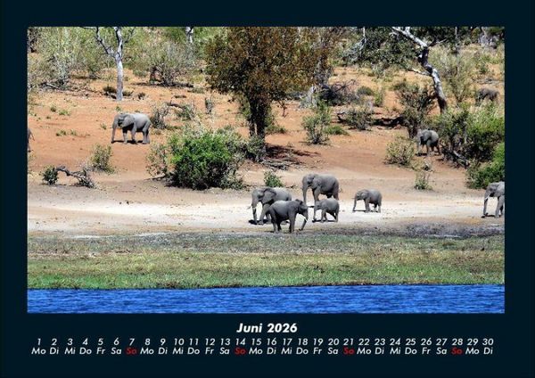 Produktbild: Der Elefantenkalender 2026 Fotokalender DIN A4