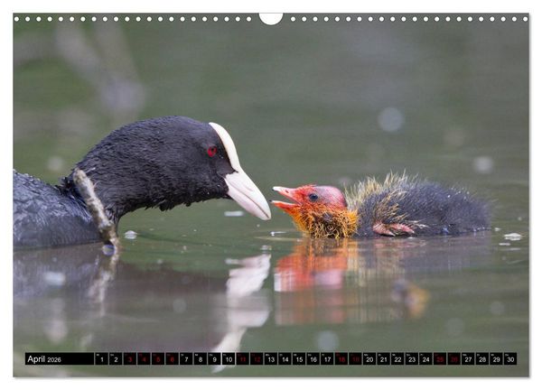 Produktbild: Nordhessens Tierkinder (Wandkalender 2026 DIN A3 quer), CALVENDO Monatskalender