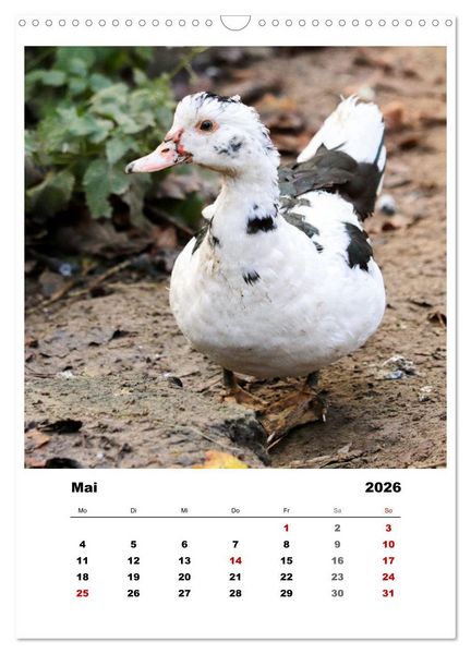 Produktbild: Bauernhoftiere, ganz nah dran (Wandkalender 2026 DIN A3 hoch), CALVENDO Monatskalender