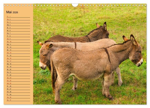 Produktbild: Liebenswerte Esel (Wandkalender 2026 DIN A3 quer), CALVENDO Monatskalender