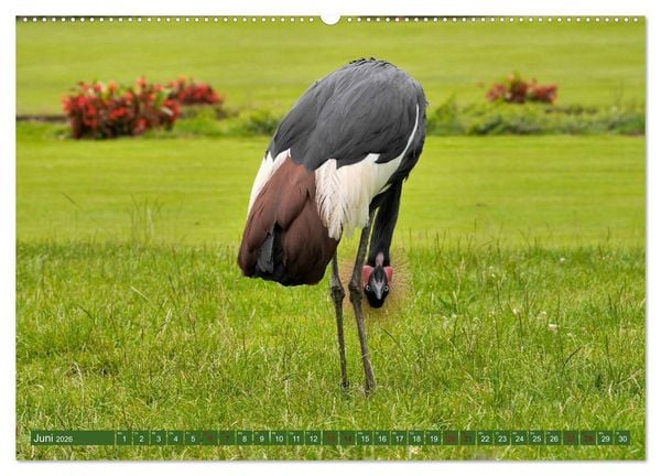 Produktbild: Weltvogelpark Walsrode - Die Vielfalt der Vogelarten (Wandkalender 2026 DIN A2 quer), CALVENDO Monatskalender