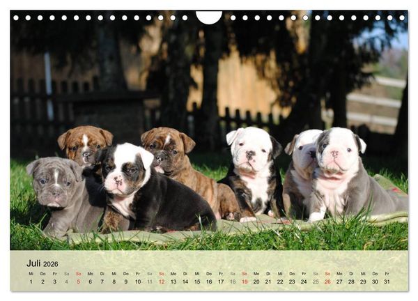 Produktbild: Bulldoggen-Kindergarten (Wandkalender 2026 DIN A4 quer), CALVENDO Monatskalender