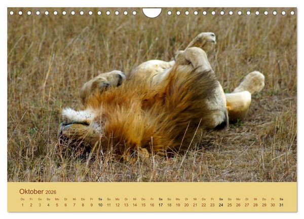 Produktbild: Safari Impressionen / Kenia (Wandkalender 2026 DIN A4 quer), CALVENDO Monatskalender
