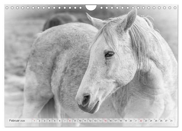 Produktbild: Emotionale Momente: Wei&szlig;e Pferde in schwarzwei&szlig;. (Wandkalender 2026 DIN A4 quer), CALVENDO Monatskalender