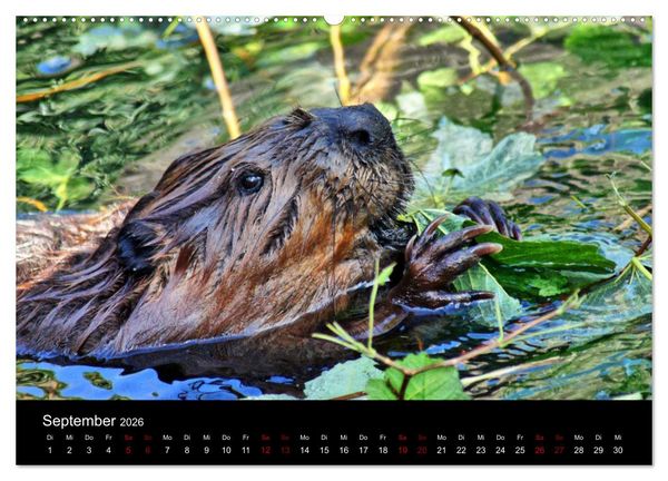 Produktbild: Das Leben der Biber (hochwertiger Premium Wandkalender 2026 DIN A2 quer), Kunstdruck in Hochglanz