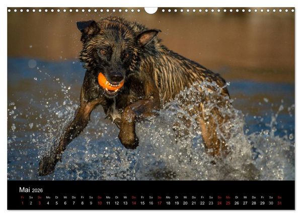 Produktbild: Belgischer Sch&auml;ferhund - Der Malinois in Action (Wandkalender 2026 DIN A3 quer), CALVENDO Monatskalender