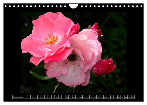 Produktbild: Im Duft der Rosen (Wandkalender 2026 DIN A4 quer), CALVENDO Monatskalender
