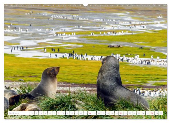 Produktbild: Antarktis - Das Reich der Pinguine (hochwertiger Premium Wandkalender 2026 DIN A2 quer), Kunstdruck in Hochglanz