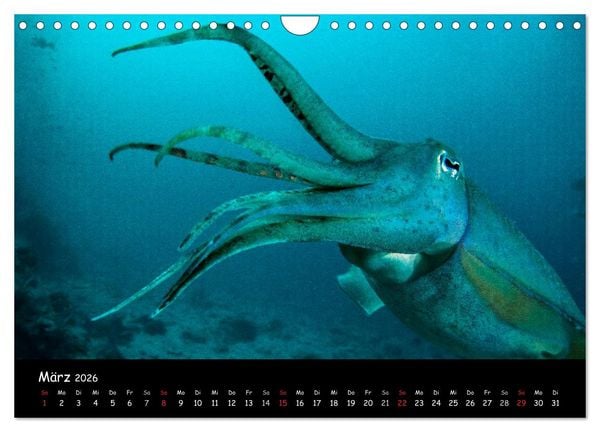 Produktbild: Die Welt unter Wasser (Wandkalender 2026 DIN A4 quer), CALVENDO Monatskalender