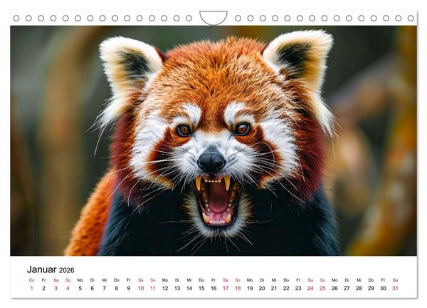 Produktbild: Der Rote Panda (Wandkalender 2026 DIN A4 quer), CALVENDO Monatskalender