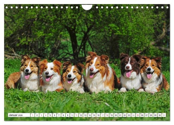 Produktbild: Traumhund Border Collie (Wandkalender 2026 DIN A4 quer), CALVENDO Monatskalender
