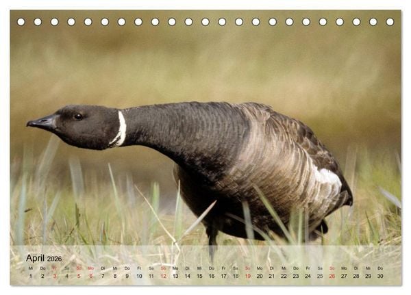 Produktbild: G&auml;nse und Enten. Schnattern, watscheln, quaken! (Tischkalender 2026 DIN A5 quer), CALVENDO Monatskalender