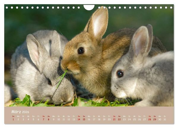 Produktbild: Flauschige Fellkn&auml;uel (Wandkalender 2026 DIN A4 quer), CALVENDO Monatskalender