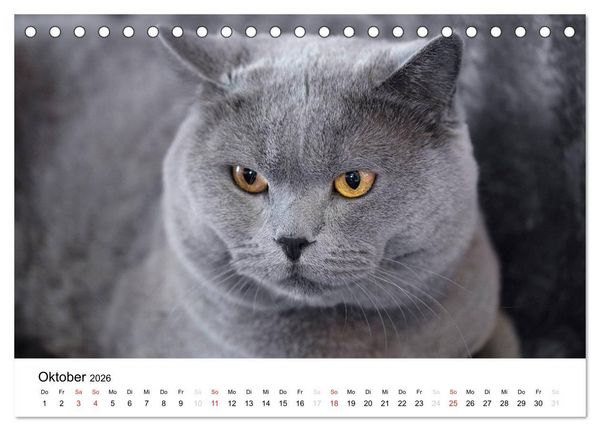 Produktbild: Briten B&auml;rchen &ndash; Britsch Kurzhaar 2026 (Tischkalender 2026 DIN A5 quer), CALVENDO Monatskalender