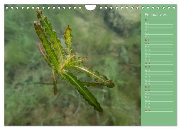 Produktbild: Baggersee - die gr&uuml;ne Welt (Wandkalender 2026 DIN A4 quer), CALVENDO Monatskalender