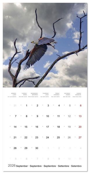Produktbild: Eagles in Africa (Wall Calendar 2026 12 &times; 12 Inch) CALVENDO 12 Month Wall Calendar