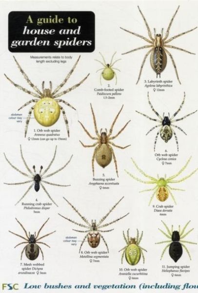 Produktbild: A Guide to House and Garden Spiders
