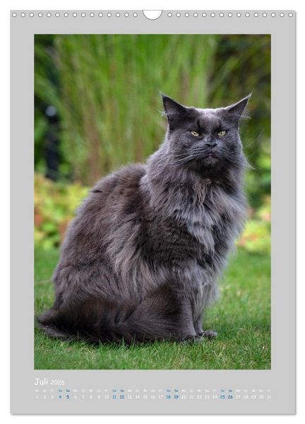 Produktbild: Maincoon & Co. - Rassekatzen mit Klasse (Wandkalender 2026 DIN A3 hoch), CALVENDO Monatskalender