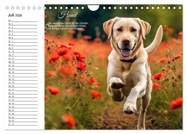 Produktbild: F&uuml;r pfiffige Kids- Haus- und Hoftiere (Wandkalender 2026 DIN A4 quer), CALVENDO Monatskalender