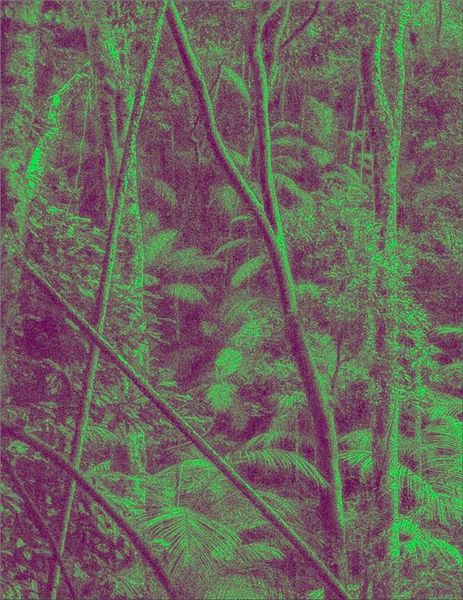 Produktbild: Nous les arbres