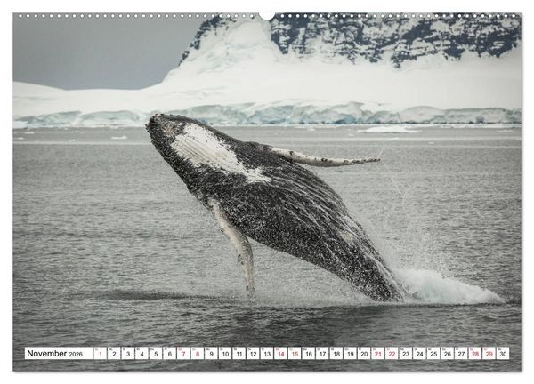 Produktbild: Faszination Antarktis (Wandkalender 2026 DIN A2 quer), CALVENDO Monatskalender