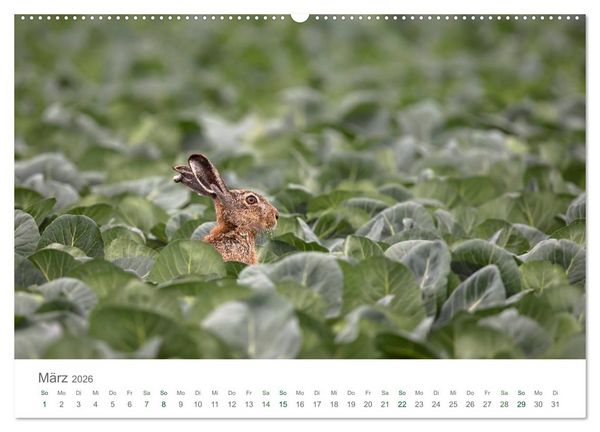 Produktbild: Feldhasen - dem Langohr auf der Spur (hochwertiger Premium Wandkalender 2026 DIN A2 quer), Kunstdruck in Hochglanz