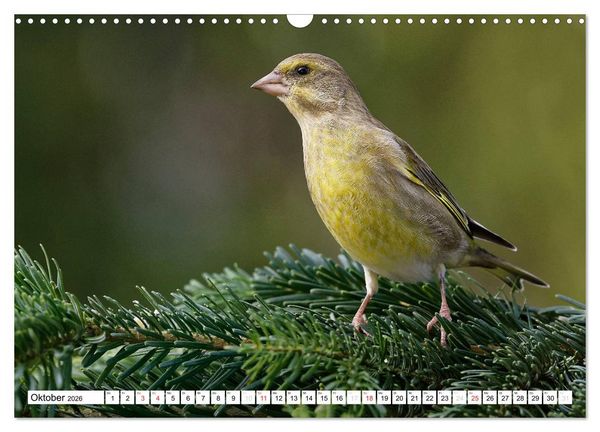 Produktbild: Heimische Gartenv&ouml;gel (Wandkalender 2026 DIN A3 quer), CALVENDO Monatskalender
