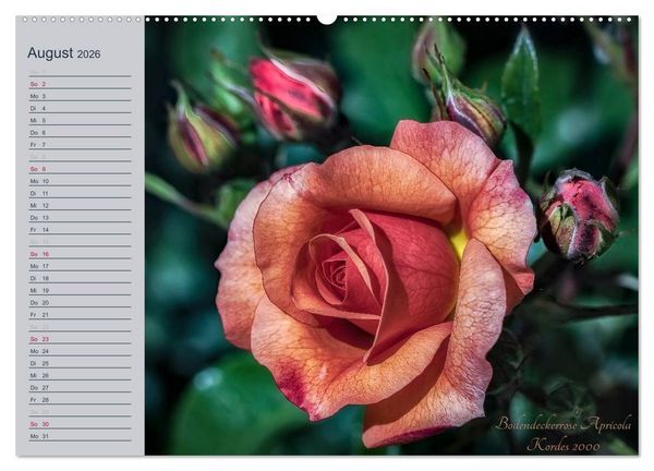 Produktbild: Kurf&uuml;rstliche Rosen Eltville am Rhein (hochwertiger Premium Wandkalender 2026 DIN A2 quer), Kunstdruck in Hochglanz