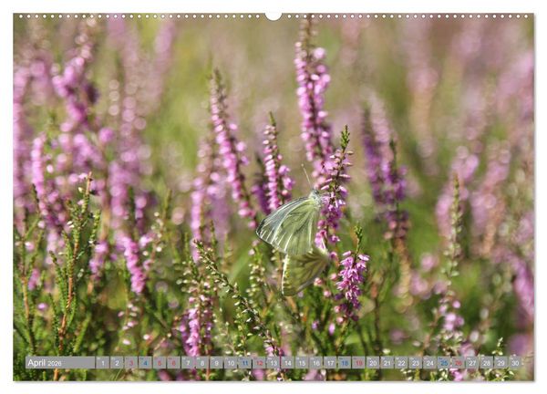 Produktbild: L&uuml;neburger Heide - Faszinierend sch&ouml;n (hochwertiger Premium Wandkalender 2026 DIN A2 quer), Kunstdruck in Hochglanz