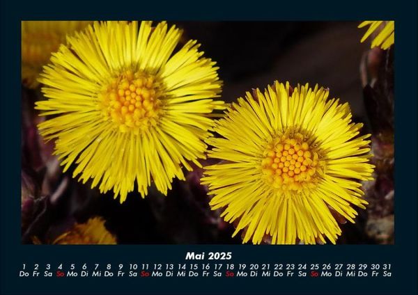 Produktbild: Blumenzauber 2025 Fotokalender DIN A4