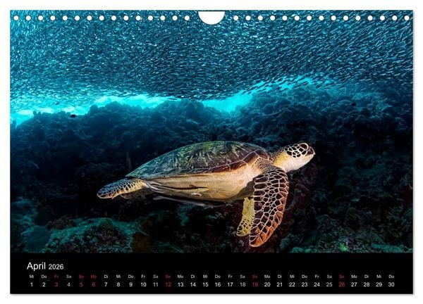 Produktbild: Fischschw&auml;rme (Wandkalender 2026 DIN A4 quer), CALVENDO Monatskalender