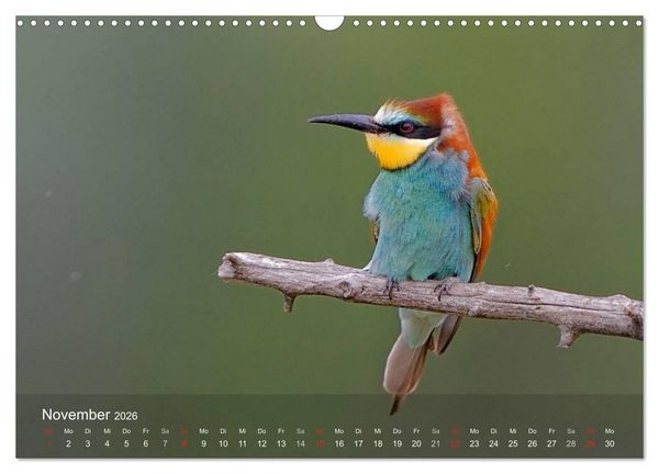 Produktbild: Europ&auml;ische Bienenfresser (Wandkalender 2026 DIN A3 quer), CALVENDO Monatskalender