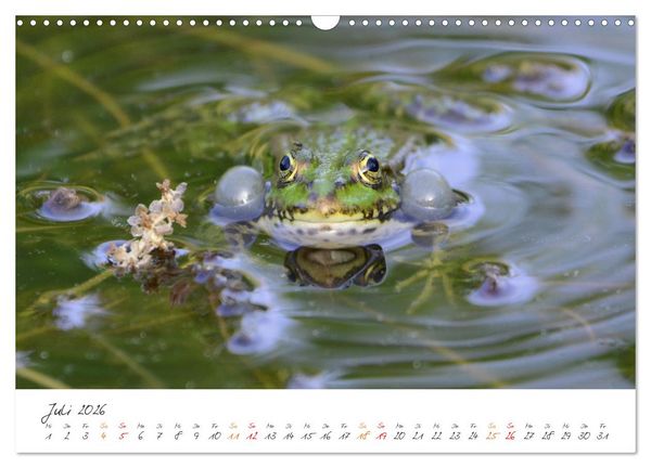 Produktbild: Frosch Karl, Hans und Max im Einklang der Natur (Wandkalender 2026 DIN A3 quer), CALVENDO Monatskalender