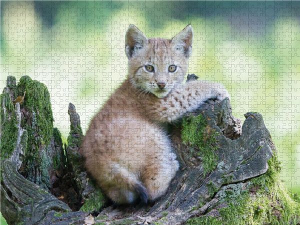Produktbild: CALVENDO Puzzle Luchswelpe 1000 Teile Lege-Gr&ouml;&szlig;e 64 x 48 cm Foto-Puzzle Bild von Wilfried Martin