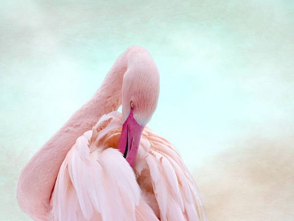 Produktbild: CALVENDO Puzzle Rosa Flamingo | 1000 Teile Lege-Gr&ouml;&szlig;e 64x48cm Foto-Puzzle f&uuml;r gl&uuml;ckliche Stunden