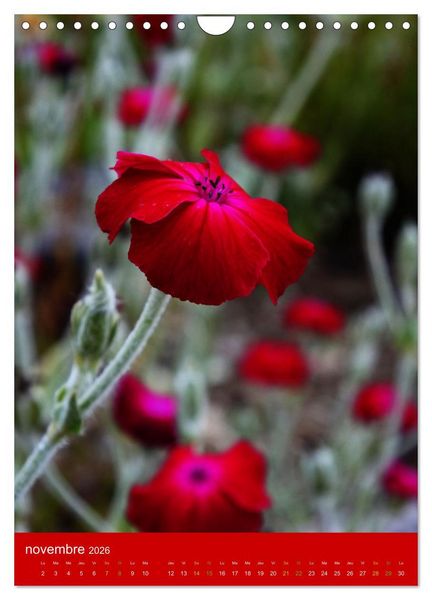 Produktbild: Senteurs florales (Calendrier mural 2026 DIN A4 horizontal), CALVENDO calendrier mensuel